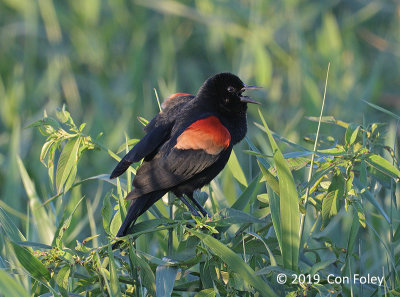 Blackbird, Red-winged (male)