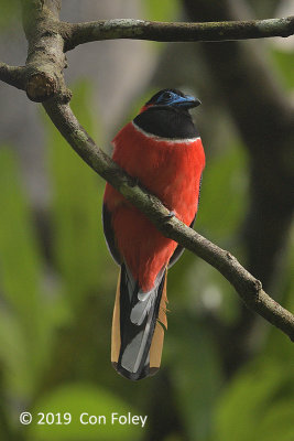 Trogon, Red-naped (male)