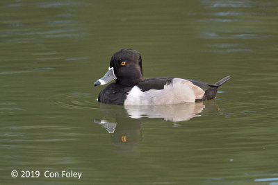 Duck, Ring-necked (male)