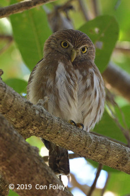 Owl, Ferruginous Pygmy-