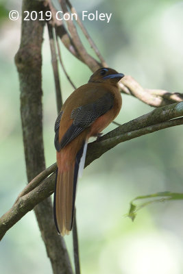 Trogon, Cinnamon-rumped (female)