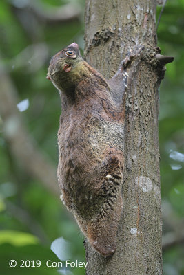 Colugo, Sunda (medium brown morph) @ Hindhede
