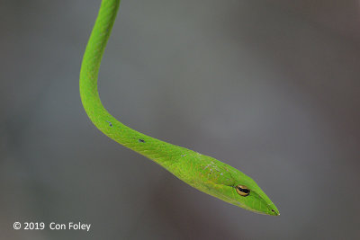 Oriental Whip Snake @ Hindhede