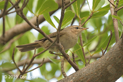 Warbler, Dusky