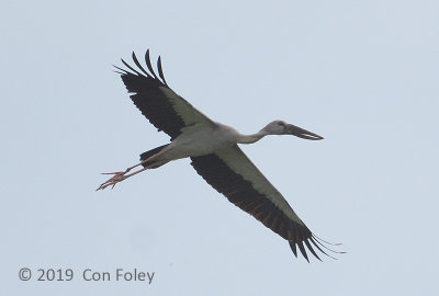 Stork, Asian Openbill @ Harvest Lane