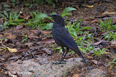 Thrush, Blue Whistling @ Ft Canning