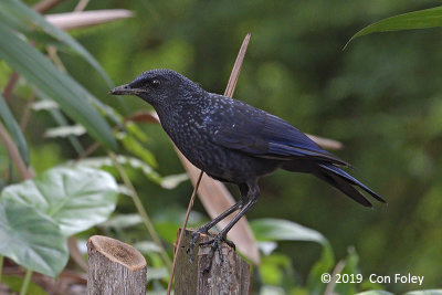 Thrush, Blue Whistling