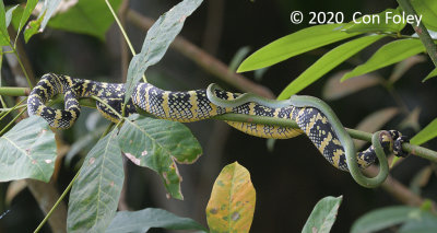 Viper, Wagler's Pit (mating)