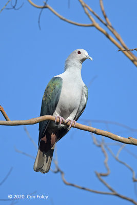 Pigeon, Green Imperial @ PRP