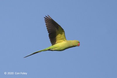 Parakeet, Rose-ringed (female) @ PRP
