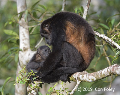 Golden-mantled Howler Monkey (fem cradling) @ Costa Rica