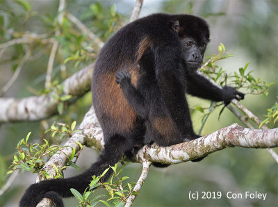 Golden-mantled Howler Monkey (fem nursing) @ Costa Rica