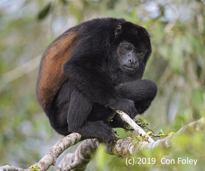 Golden-mantled Howler Monkey (male) @ Costa Rica