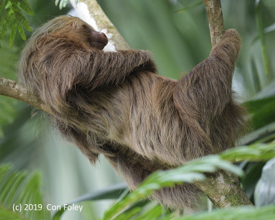 Sloth, Hoffman's Two-toed @ Costa Rica