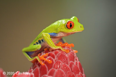 Red-Eyed Tree Frog @ Costa Rica