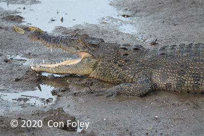 Crocodile, Saltwater @ SBWR