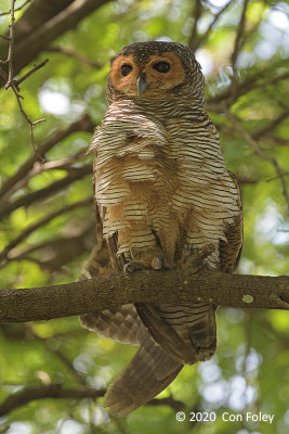 Owl, Spotted Wood @ SBG