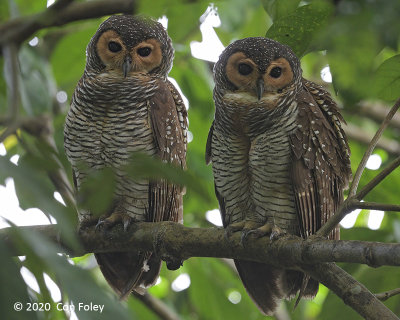 Owl, Spotted Wood (pair) @ SBG
