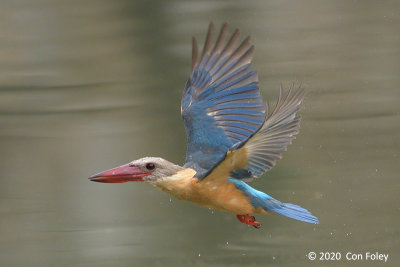 Kingfisher, Stork-billed @ Singapore Quarry