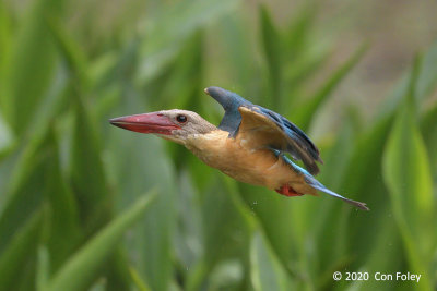 Kingfisher, Stork-billed @ Singapore Quarry