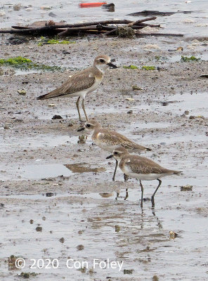 Plover, Greater Sand @ Yishun Dam