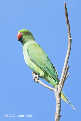 Parakeet, Rose-ringed (female) @ PRP