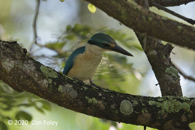 Kingfisher, Collared (juv) @ PRP