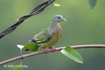 Pigeon, Pink-necked Green (immature male) @ Jelutong