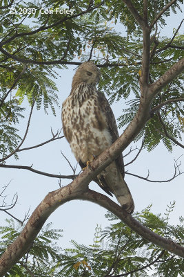 Eagle, Changeable Hawk (pale morph) @ Kranji