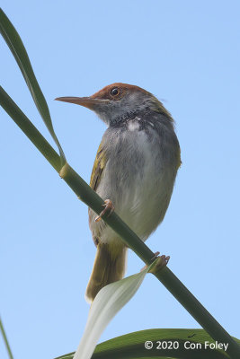 Tailorbird, Dark-necked (male) @ Kranji