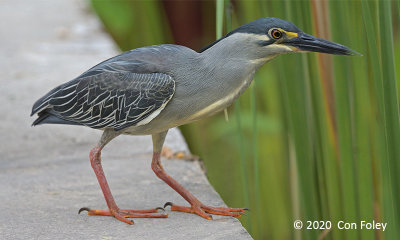 Heron, Striated (adult) @ Jurong Lake Gardens
