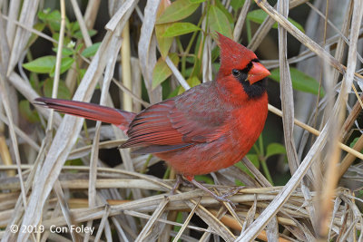 Cardinal, Northern (male) @ Everglades