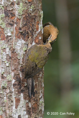 Woodpecker, Laced @ Bukit Batok