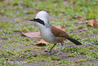 Laughingthrush, White-crested @ Bukit Batok