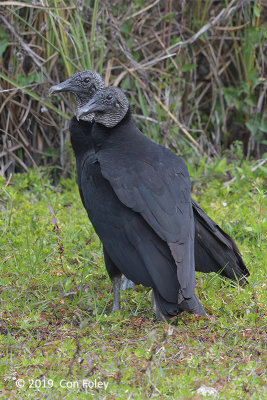 Vulture, Black @ Everglades