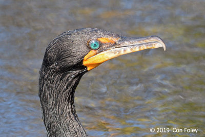 Cormorant, Double-crested @ Everglades