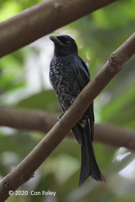Drongo, Crow-billed (first winter) @ SBG