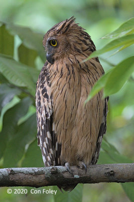 Owl, Buffy Fish (female) @ Botanic Gardens