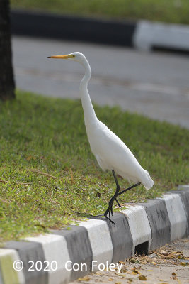 Egret, Intermediate