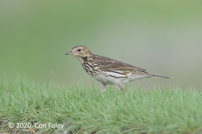 Pipit, Red-throated @ Turut Track
