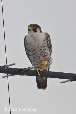 Falcon, Peregrine @ Bedok