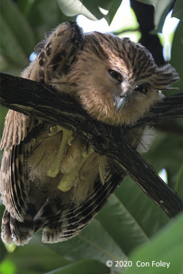 Owl, Buffy Fish (juv) @ Botanic Gardens