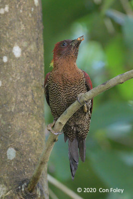 Woodpecker, Banded @ Botanic Gardens