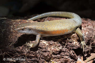 Common Sun Skink @ Dairy Farm