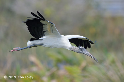 Stork, Wood @ Everglades