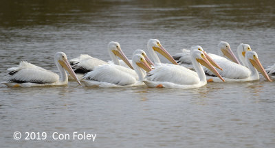 Pelican, American White @ Everglades