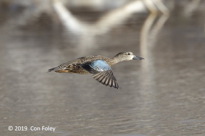 Teal, Blue-winged