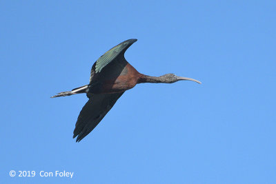 Ibis, Glossy @ Everglades