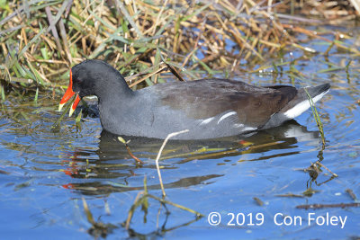 Gallinule, Common @ Everglades