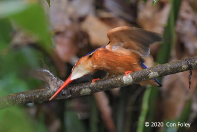 Kingfisher, Blue-eared (female) @ Venus Loop